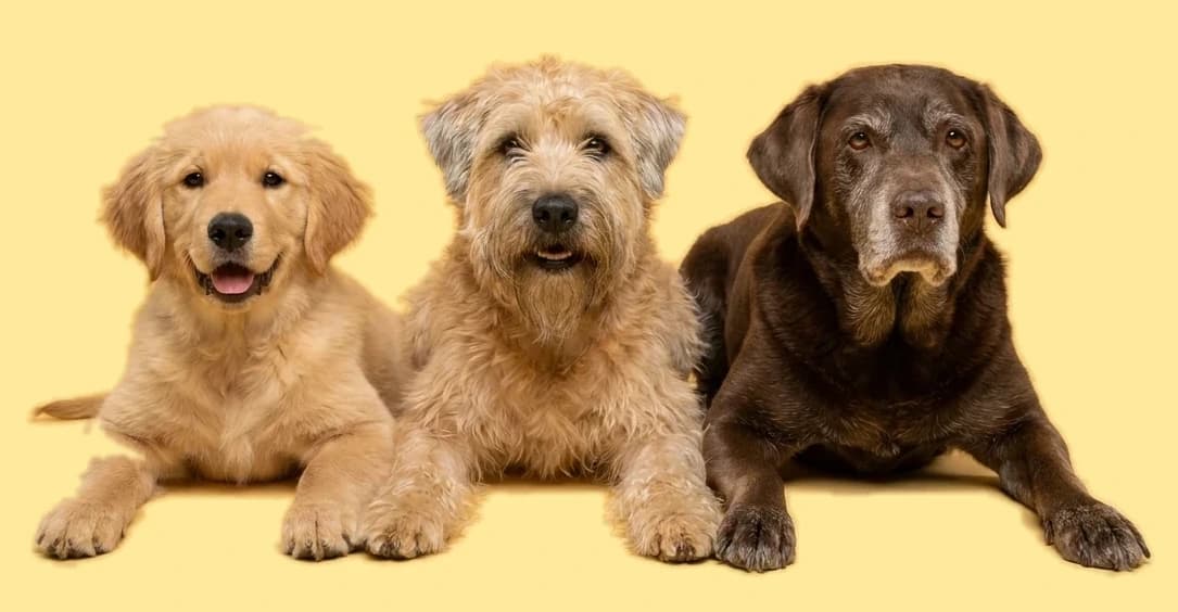 A golden puppy, an adult terrier and a grey-muzzled older Labrador lying side by side.